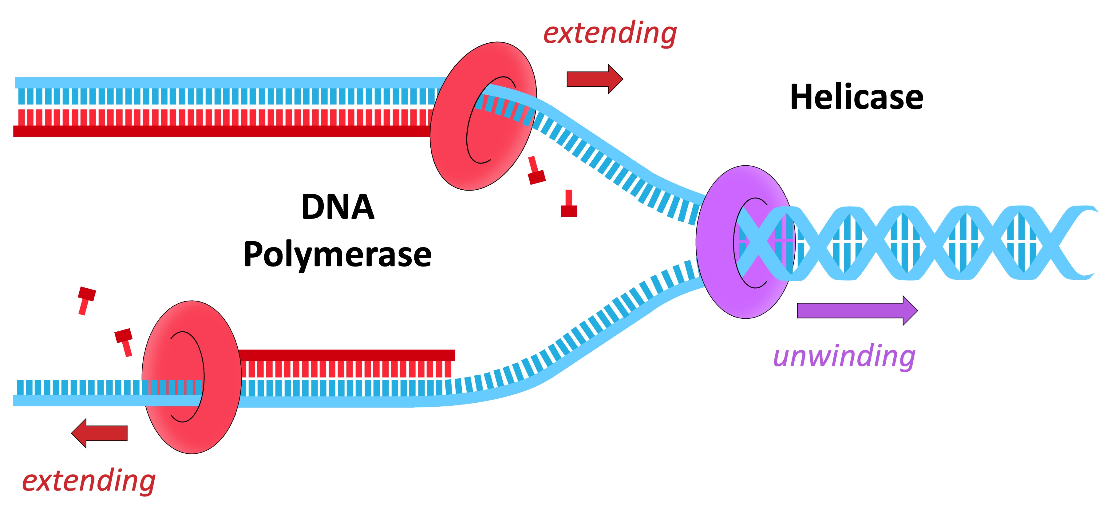 DNA Replication (SL) Biology Diagrams